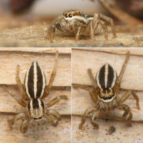 Phlegra bresnieri